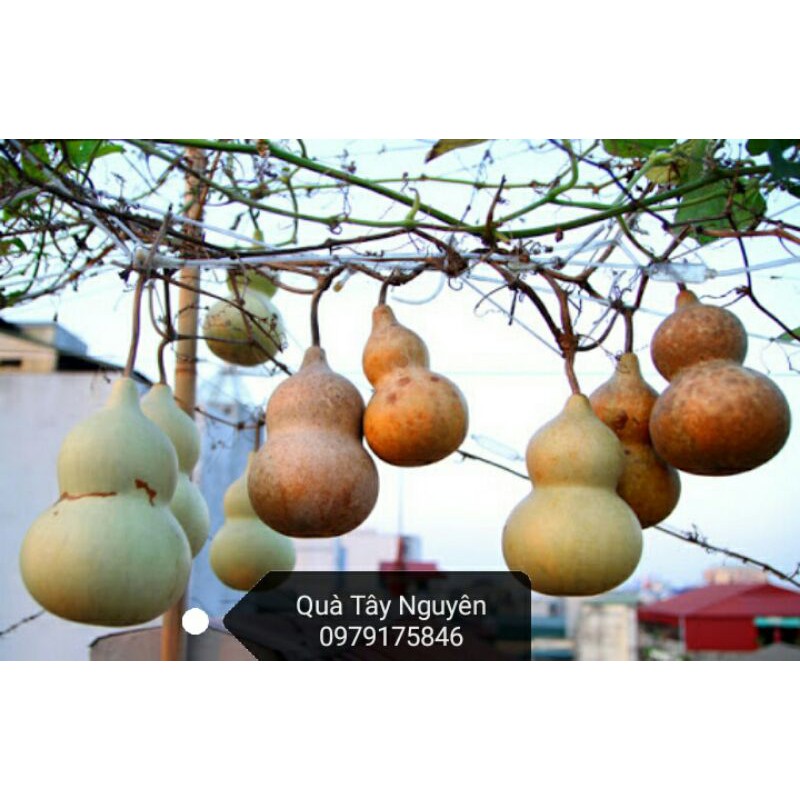 Bầu hồ lô khô