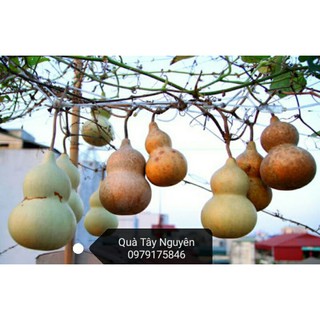 Bầu hồ lô khô ( bầu khô)