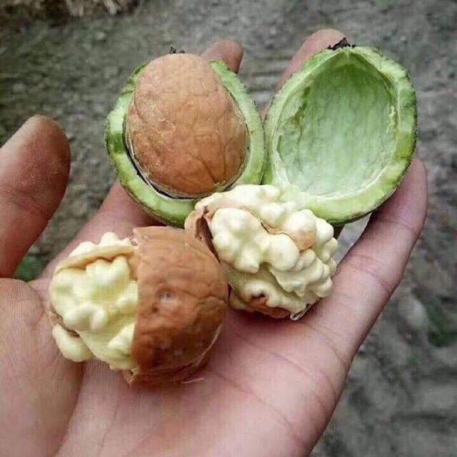 Óc chó tươi 1kg