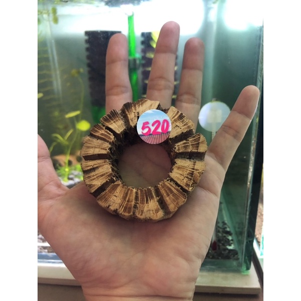 Lũa Cholla Teddy Bear loại cắt lát/ cắt khoanh/ cắt khúc