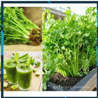 HẠT GIỐNG CẦN TÂY F1