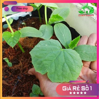 HẠT GIỐNG DƯA LƯỚI VÀNG - 10 HẠT LUCKY.VN