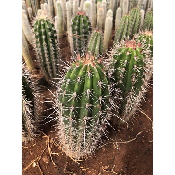 Xương rồng trụ chuỳ (Pachycereus pringlei) 20-30 cm