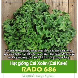 5Gram Hạt Giống Cải Xoăn ( Cải Kale )