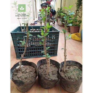 Cây giống táo đỏ lùn