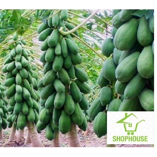 shophouse 10 Hạt đu đủ lùn ruột đỏ sai quả đóng gói có ống bảo vệ  SHOP HOUSE  TẾT KHUYẾN MẠI