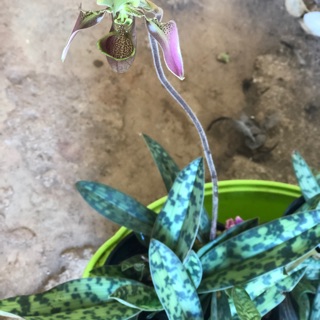 Combo 1 chậu Lan hài và Ngọc thảo xoắn