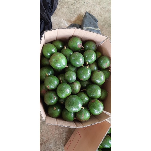 Bơ booth Lâm Đồng