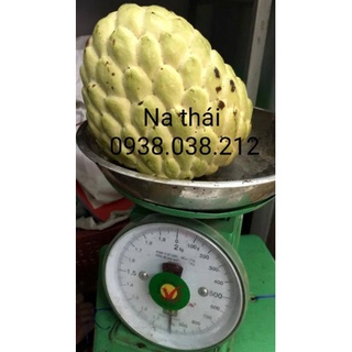 CÂY NA THÁI / MÃNG CẦU NA THÁI ( NA TRÁI TO )