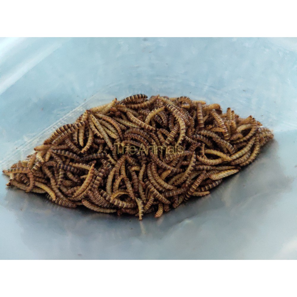 [Mã 159FMCGSALE giảm 8% đơn 500K] Sâu Mini Worm sấy thơm cho chim, gà, cá, hamster, sóc, nhím,... - Sâu gạo(50gr- 100gr)