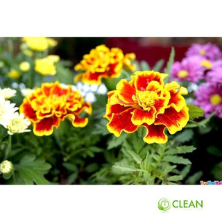 Hạt giống hoa Vạn thọ Ban mai (100 hạt)