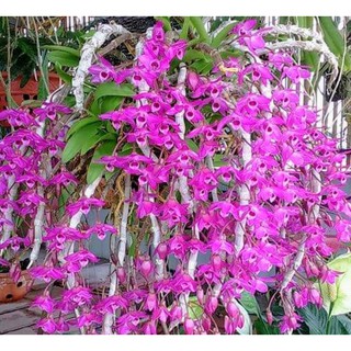 trầm tím, hoa lan trầm cây bé