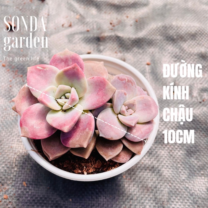 Sen đá hồng mập SONDA GARDEN size trung bình 10-12cm, xuất xứ Đà Lạt, khoẻ đẹp, lỗi 1 đổi 1