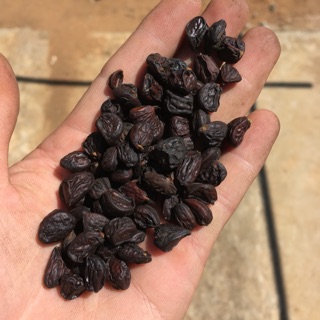 1kg hạt dổi đặc sản người mường hb