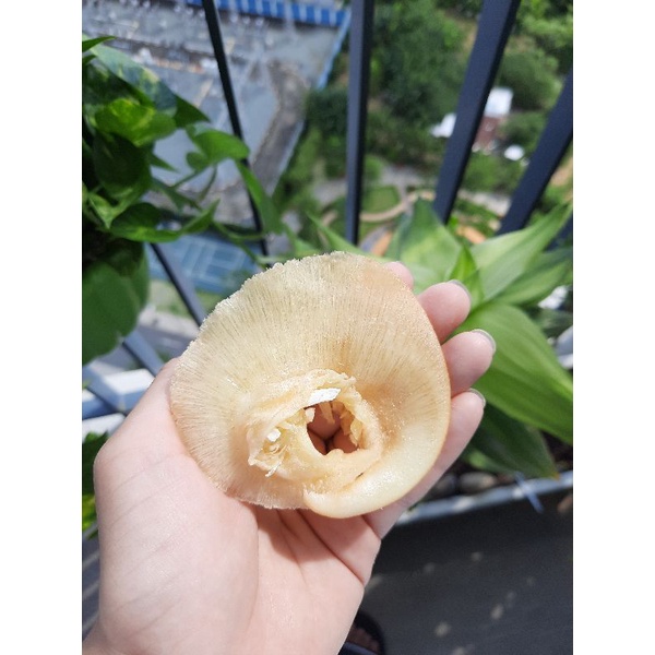 Vi đuôi nấu súp bào ngư  loại 1