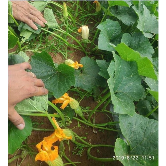 Hạt giống bí siêu nụ CT13 - Gói 10gr