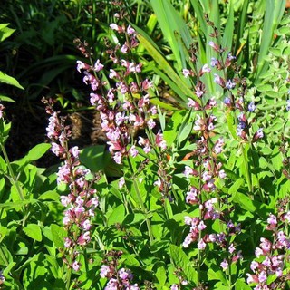 20h Hạt Giống Xô Thơm Sage ĐẠI GIẢM GIÁ TẾT