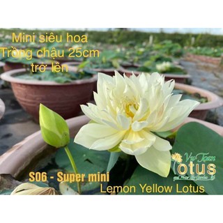ngó  sen ngoại