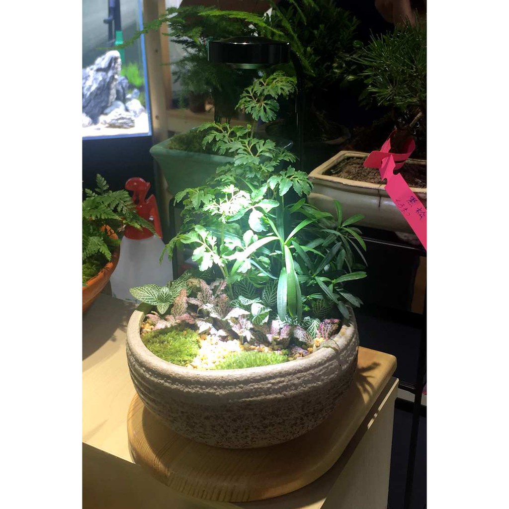 Đèn thuỷ sinh, đèn tiểu cảnh đèn trang trí đế gỗ, 3 chế độ màu