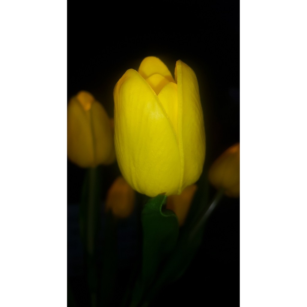 Chậu hoa Tulip có led