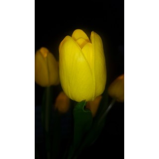 Chậu hoa Tulip có led