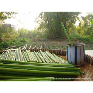 Ống hút cỏ bàng