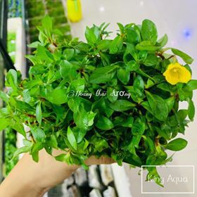 Cây thủy sinh Hoàng Thái Dương (Hậu cảnh) (Chỉ ship miền Bắc và đầu miền Trung)