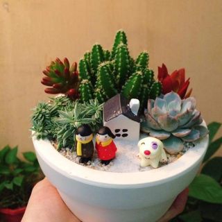 Sen đá - Xương rồng mix tiểu cảnh để bàn