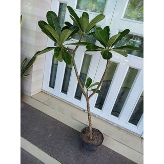 Cây hoa sứ đại trắng rất thơm