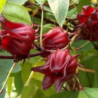 HẠT GIỐNG HOA  ATISO ĐỎ 20 HẠT