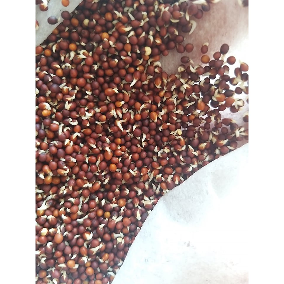 Hạt giống Cải ngọt cọng xanh Thuận Điền gói 100g