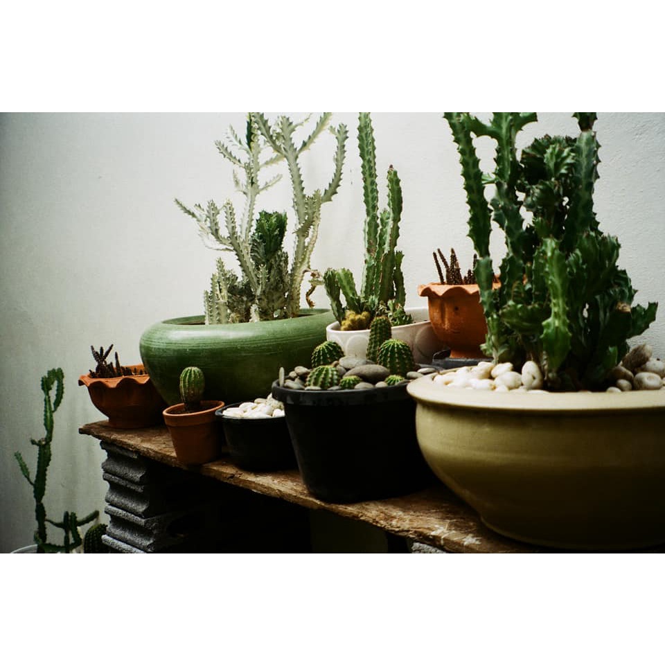 Máy ảnh film Canon Autoboy Luna 105