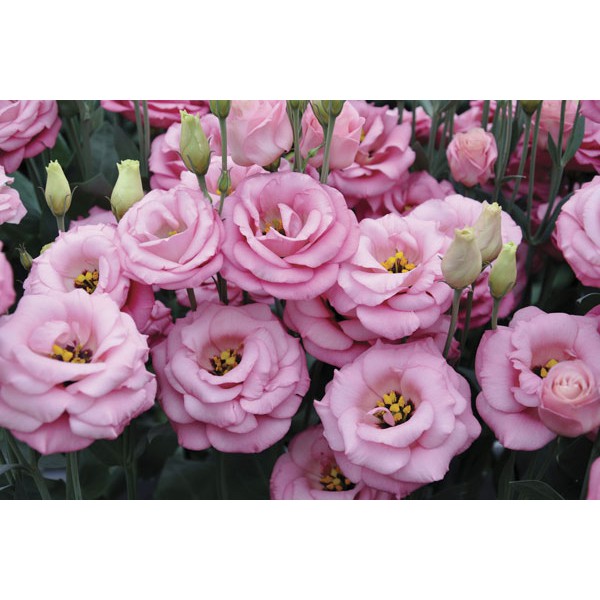 Hạt giống hoa cát tường F1 mix gói 5 hạt