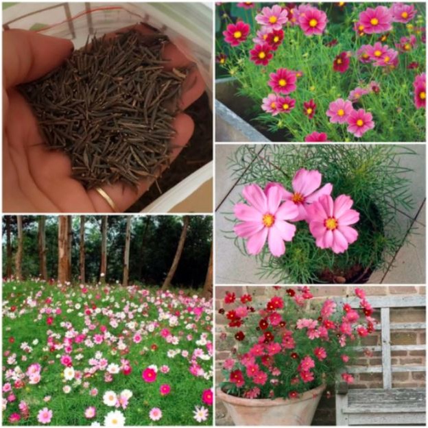 Hạt Giống Hoa Sao Nhái F1 Mix Nhiều Màu
