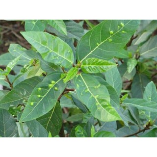 Lá sung Tươi (500g)