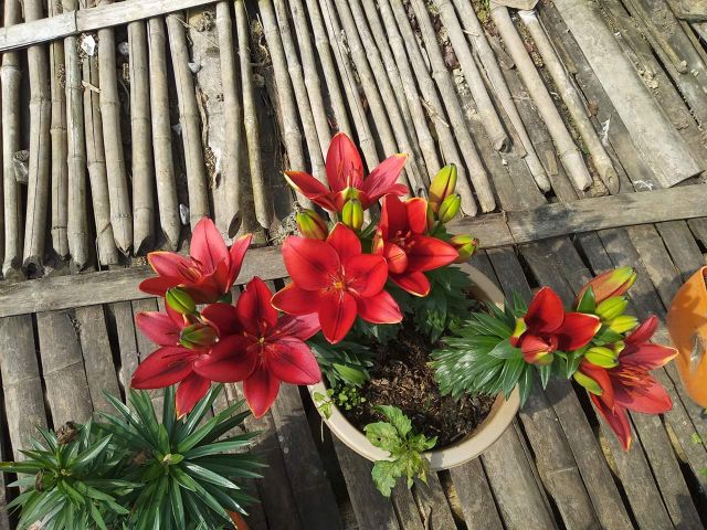 Củ hoa ly lùn trồng tết,củ xin chuẩn hà lan, củ đẹp