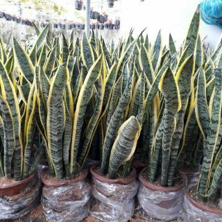 Cây lưỡi hổ 3 cây 1 chậu
