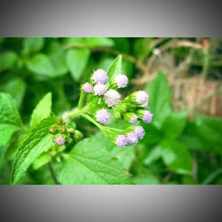 cỏ hôi,cỏ cứt lợn 1kg phơi khô