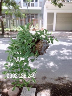 Cây lan hạt dưa