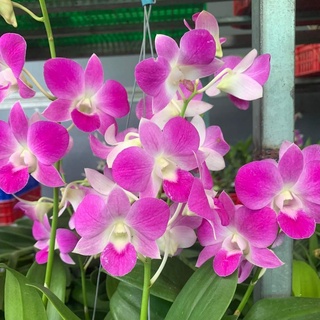 Hoa lan pink 888 gửi nguyên chậu phi 12