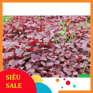 20g Hạt giống Rau Dền đỏ VIETPHAT