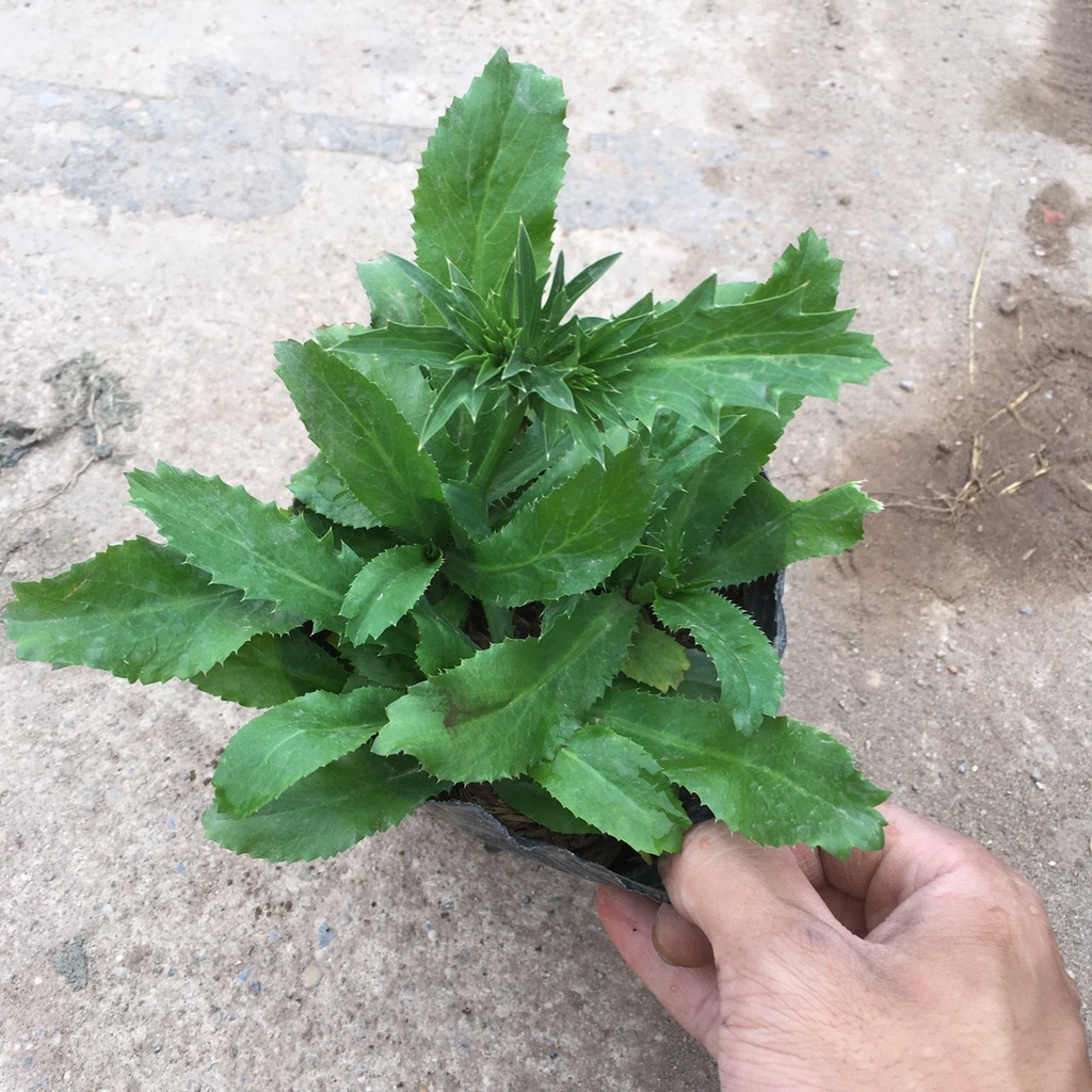 Cây Rau Mùi Tàu  Trồng Sẵn Bầu Đen