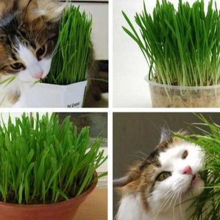 100g Hạt Giống Trồng cỏ lúa mì cho mèo- Hạt giống cỏ lúa mì