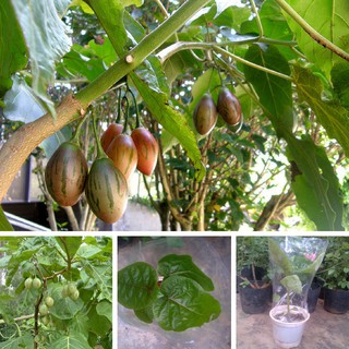 cây giống cây cà chua thân gỗ -cam kết chuẩn giống