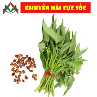 100gr HẠT GIỐNG RAU MUỐNG DỄ TRỒNG