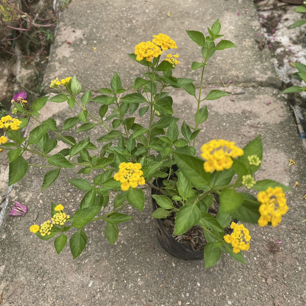 Cây hoa ngũ sắc vàng chiều cao 20cm  tán ngọn xum xuê ra hoa quanh năm thích hợp trồng trang trí sân vườn