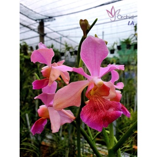 Lan vanda lá kim lớn - hoa đẹp sắc nét