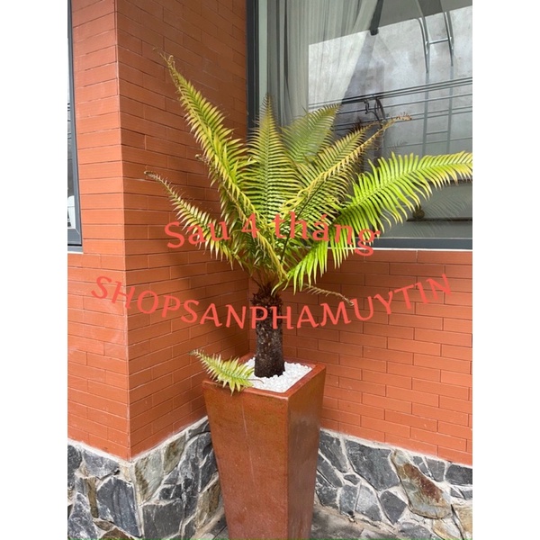 dương xỉ thân gỗ (2 gốc đẹp )
