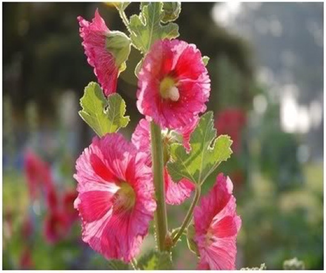 Hạt giống hoa Mãn Đình Hồng còn được gọi là Thục quỳ (Hollyhock hay Hollyhock Mallow), tên khoa học là Althaea rosea