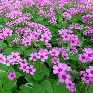 200 hạt giống cỏ ba lá hồng